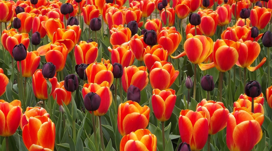 Spring at elvaston castle