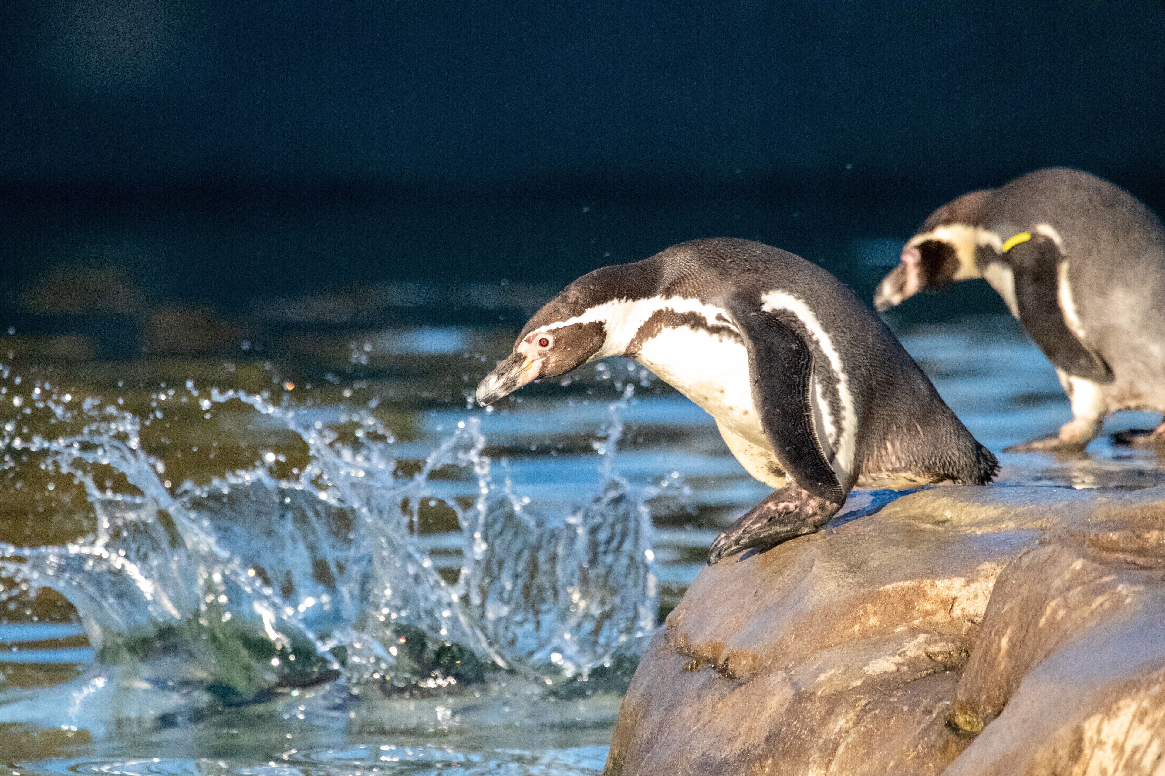 Two penguins on a rock with water splashing around.