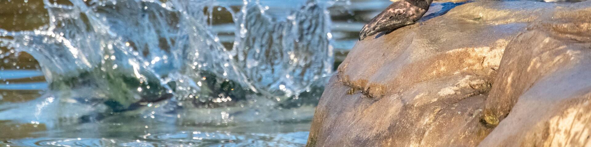 Deux pingouins sur un rocher, avec de l’eau qui éclabousse tout autour.