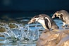 Deux pingouins sur un rocher, avec de l’eau qui éclabousse tout autour.