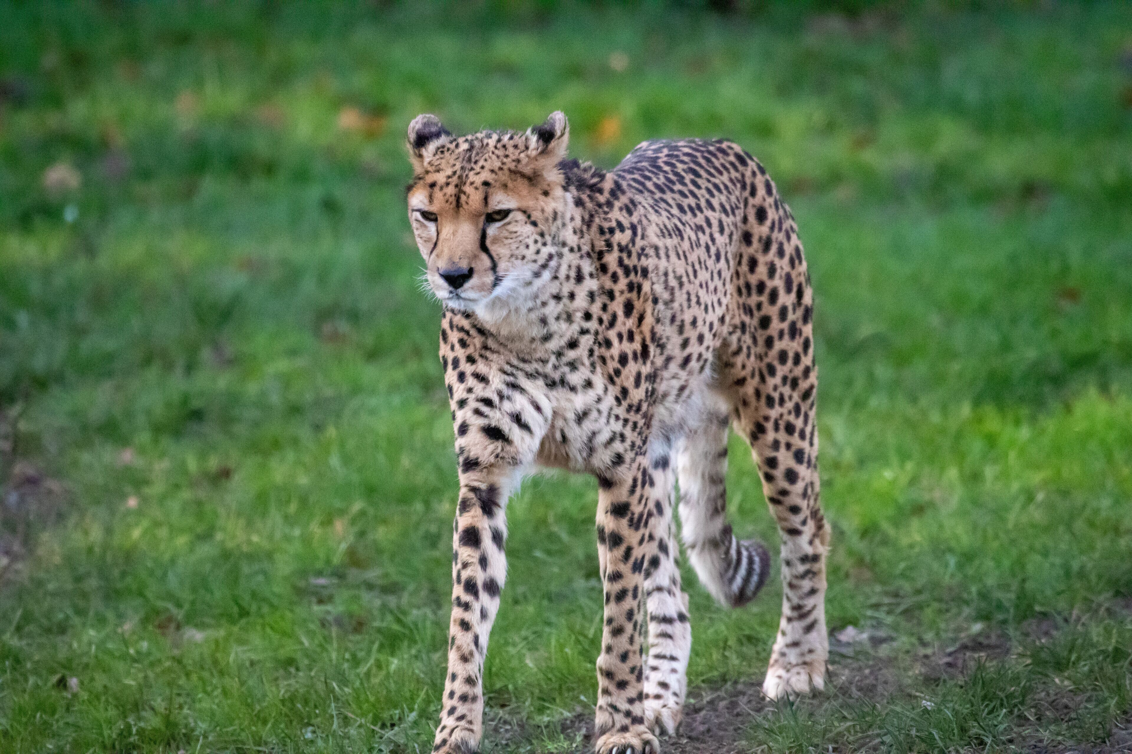 Cheetahs #bigcats #zoo #cats #cheetahs #animals #spots