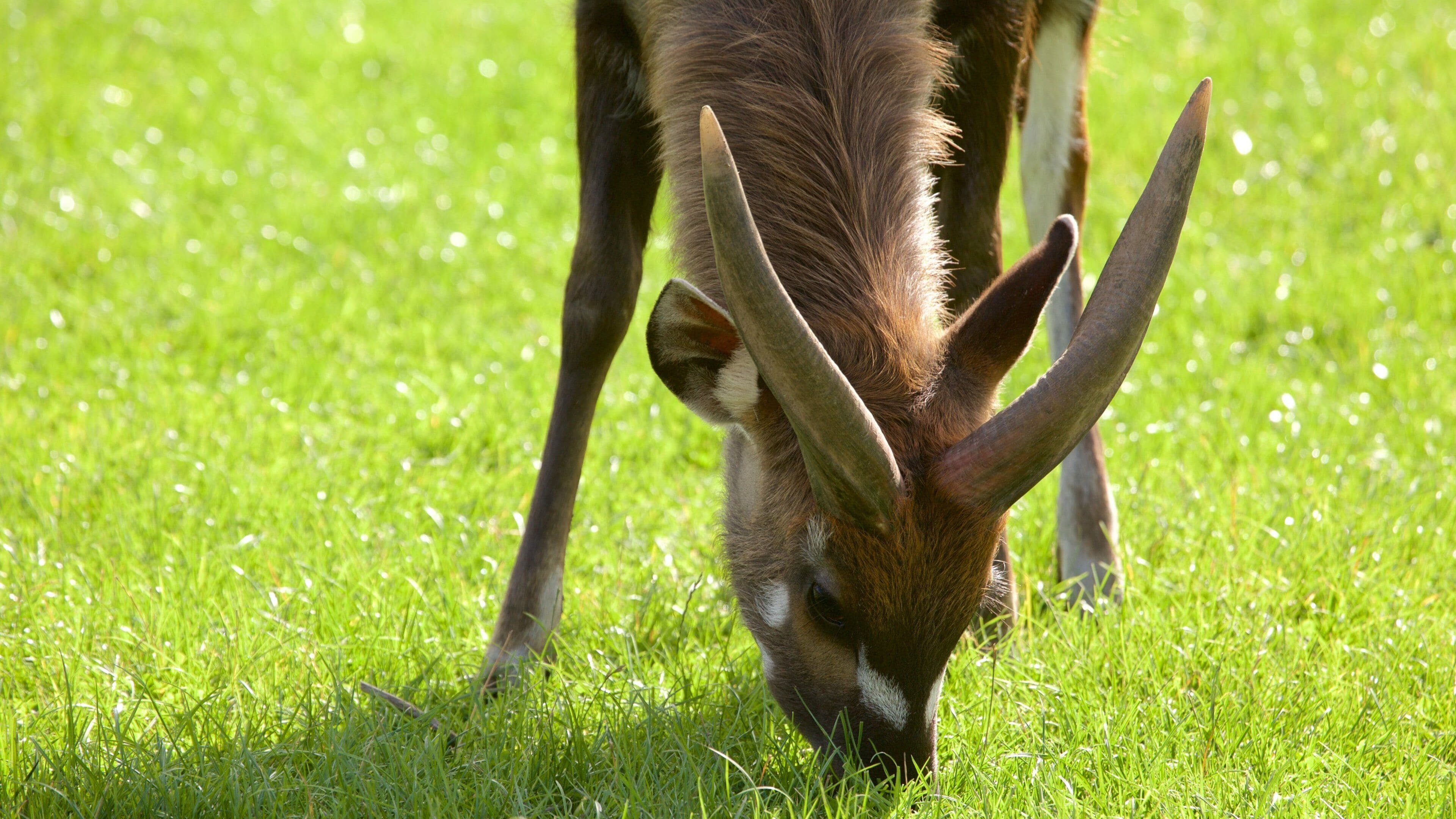 Chester Zoo som inkluderer dyrehagedyr og dyr