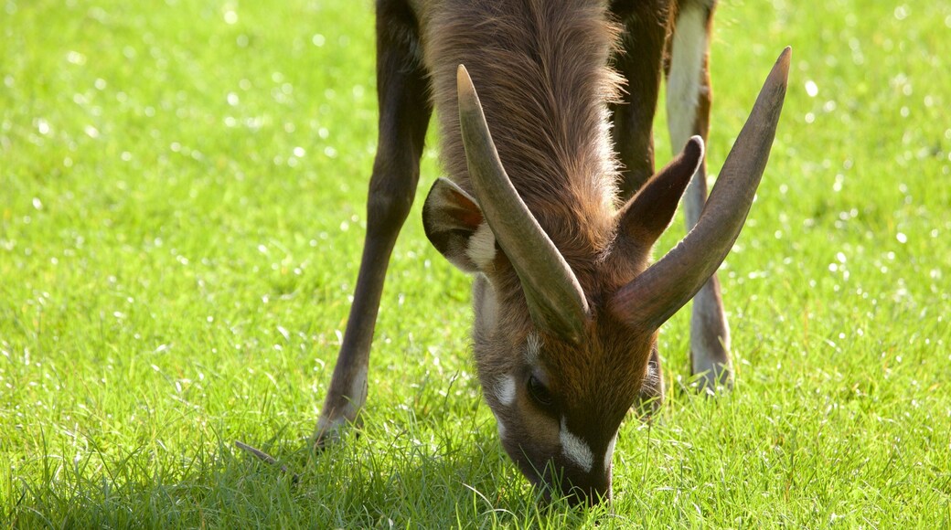 Chester Zoo som inkluderer dyrehagedyr og dyr