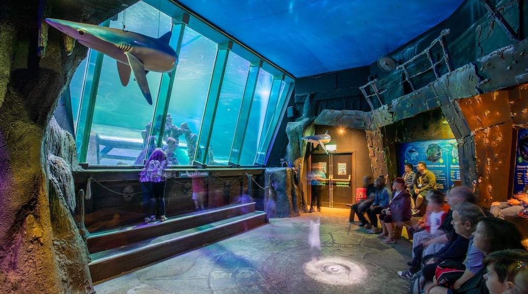 SEA LIFE Blackpool showing marine life and interior views