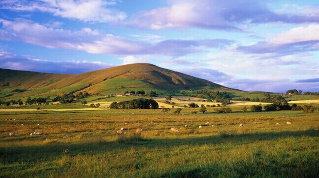 볼랜드 포리스트