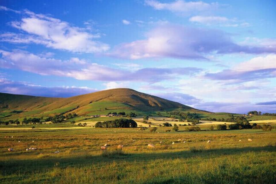A rolling green hillside with scattered trees and a clear blue sky.