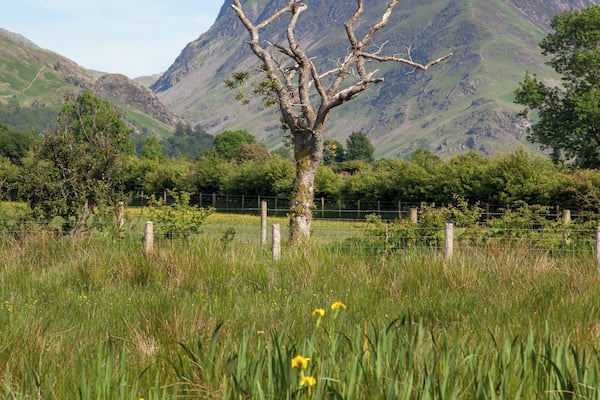 Dead tree between Crummock water and Buttermere