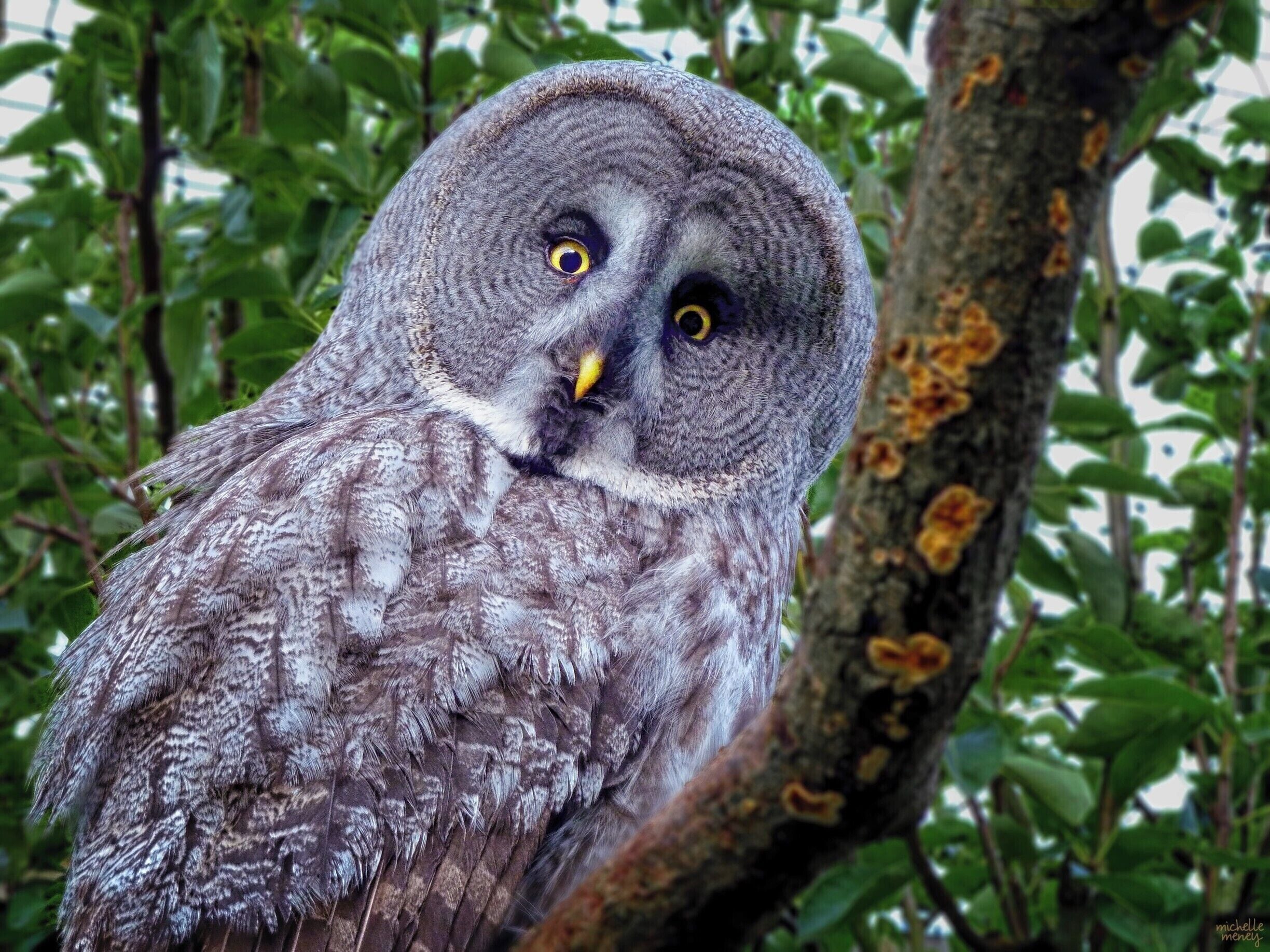 Hawk & Owl Centre, Muncaster Castle, Cumbria, UK

The 14th century castle in the Lake District with beautiful grounds and amazing views also includes a conservation centre for birds of prey. 

#LifeAtExpedia #Wildlife