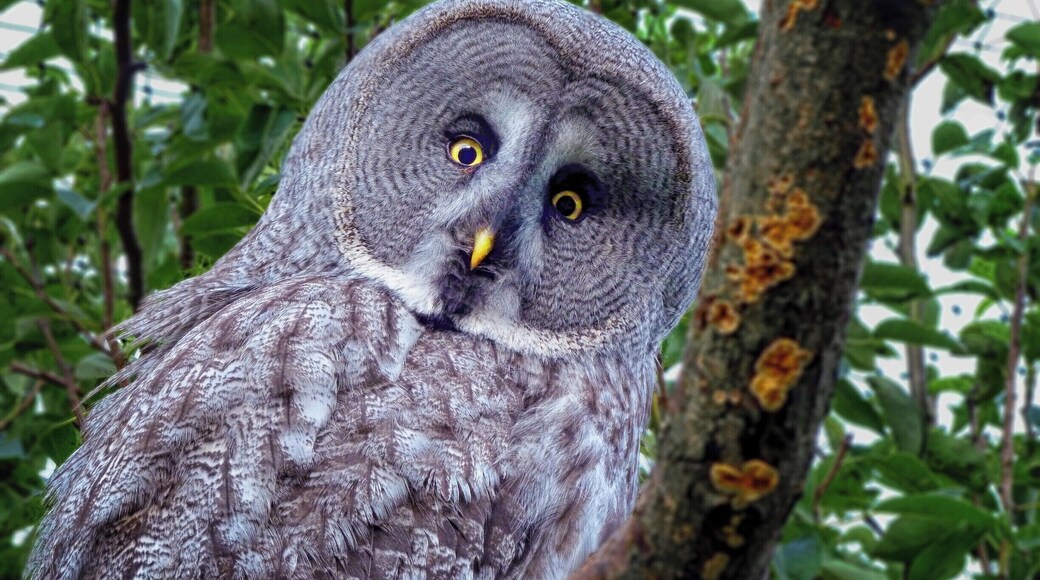 Hawk & Owl Centre, Muncaster Castle, Cumbria, UK
The 14th century castle in the Lake District with beautiful grounds and amazing views also includes a conservation centre for birds of prey.
#LifeAtExpedia #Wildlife