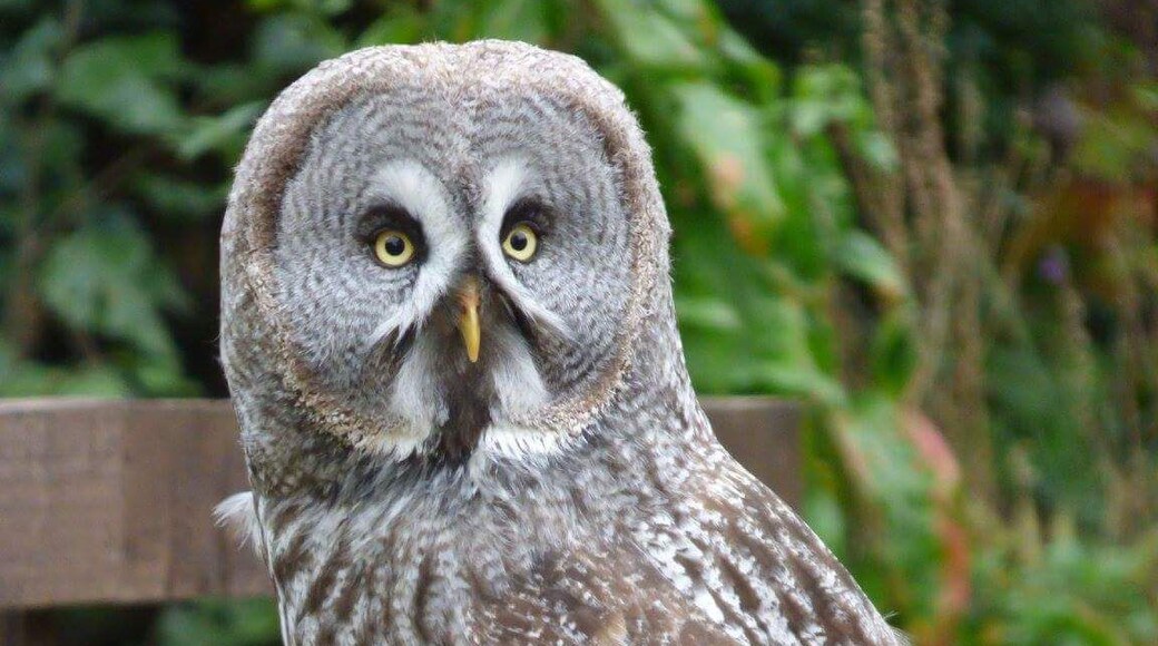 The flying Owl displays at Muncaster Castle are well worth a watch. I loved this Great Grey Owl. 🦉