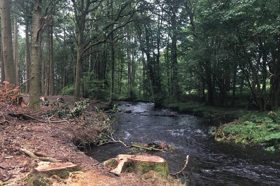 Un ruisseau de forêt, avec des rochers couverts de mousse et de grands arbres denses.