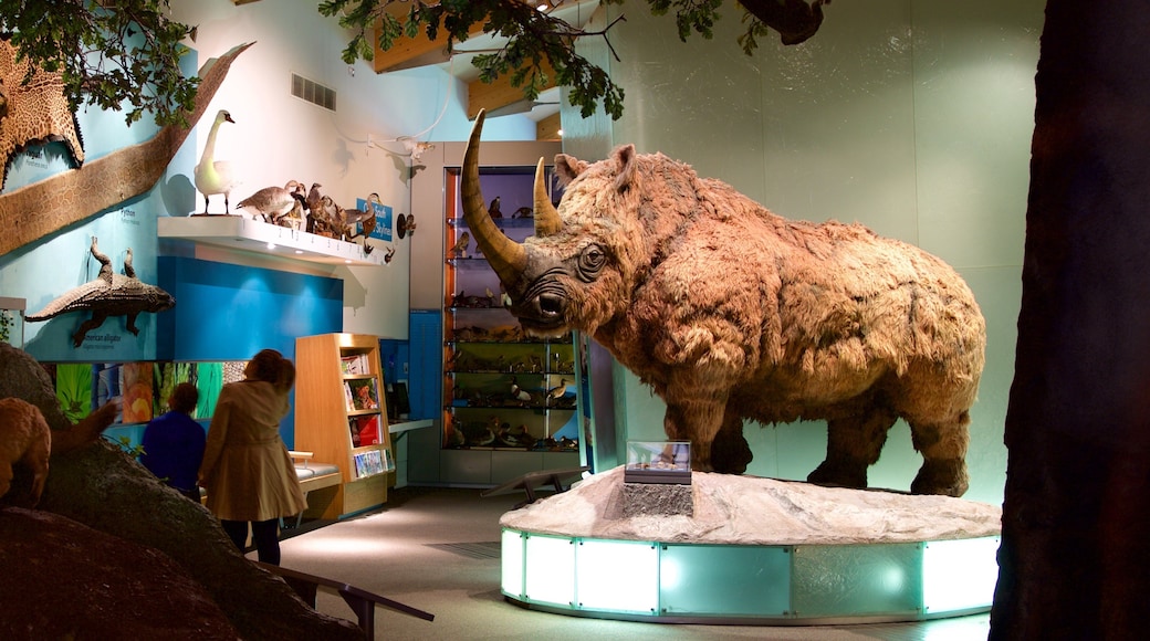 Weston Park Museum ofreciendo vistas interiores