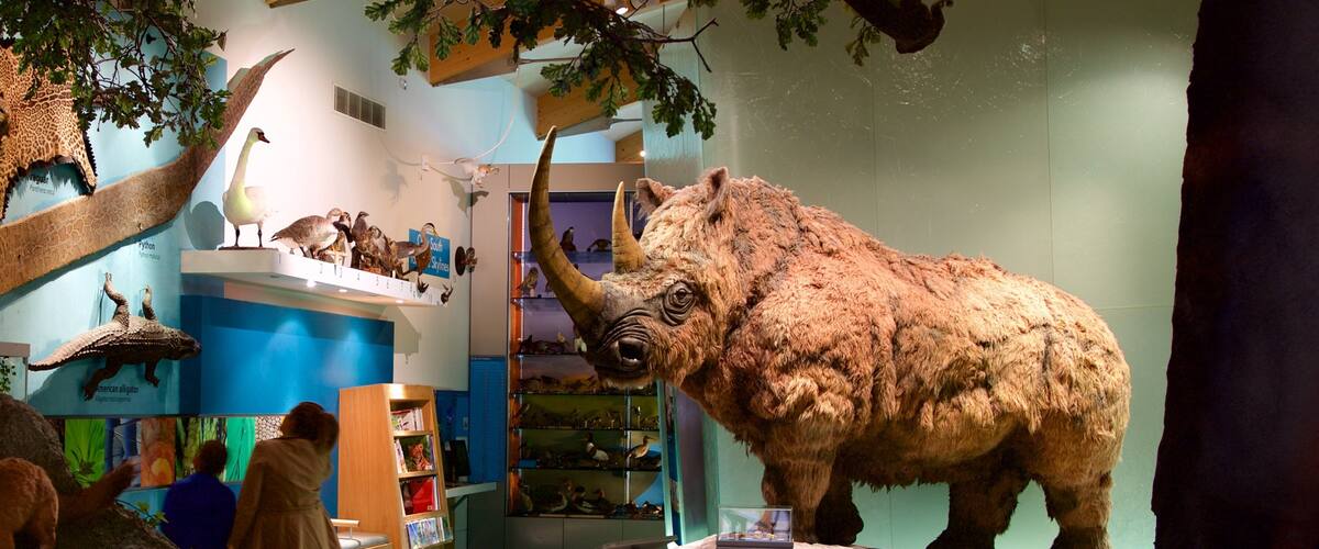 พิพิธิภัณฑ์ Weston Park ซึ่งรวมถึง การตกแต่งภายใน