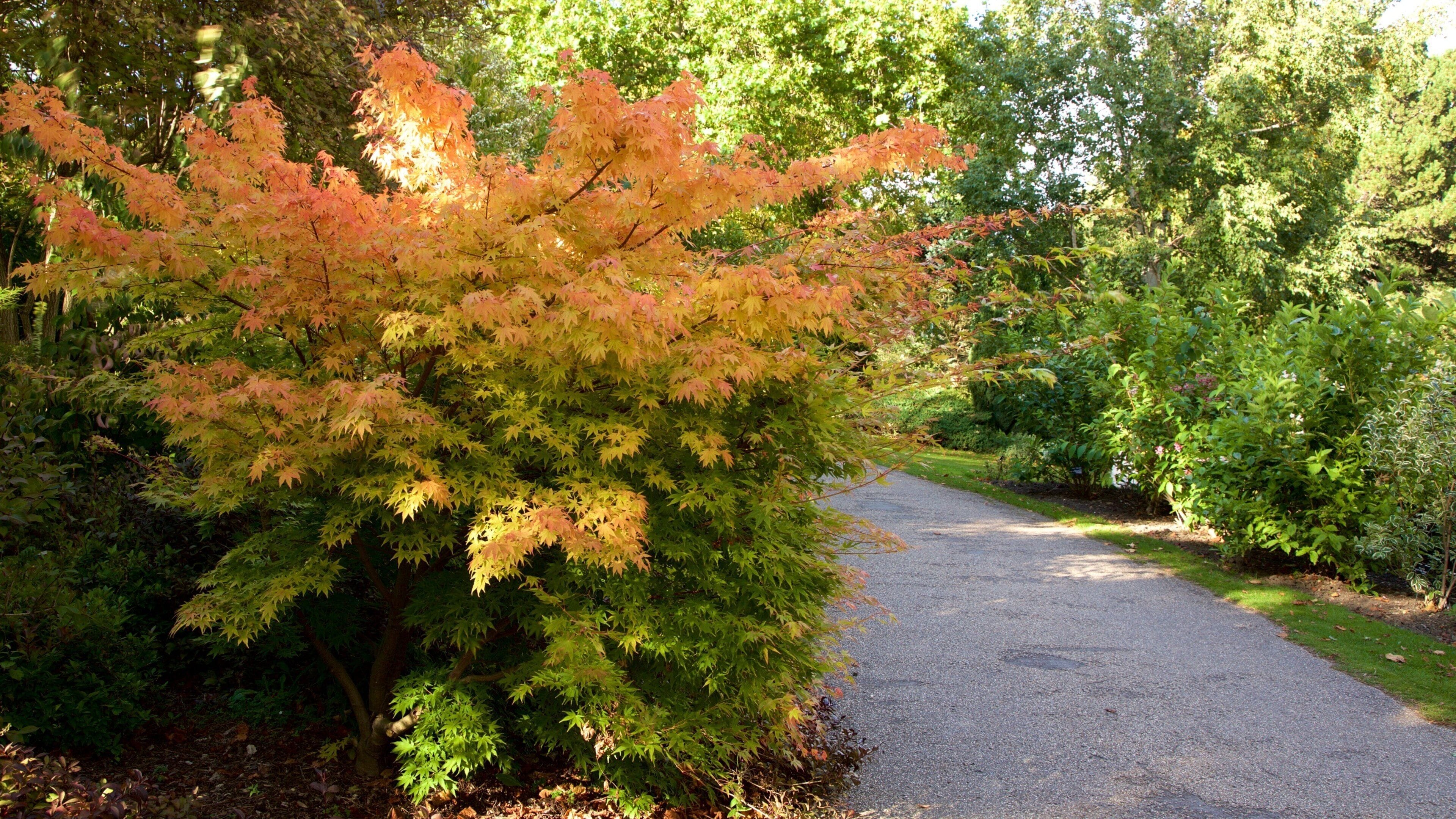 Vườn Bách thảo Sheffield cho thấy khu vườn