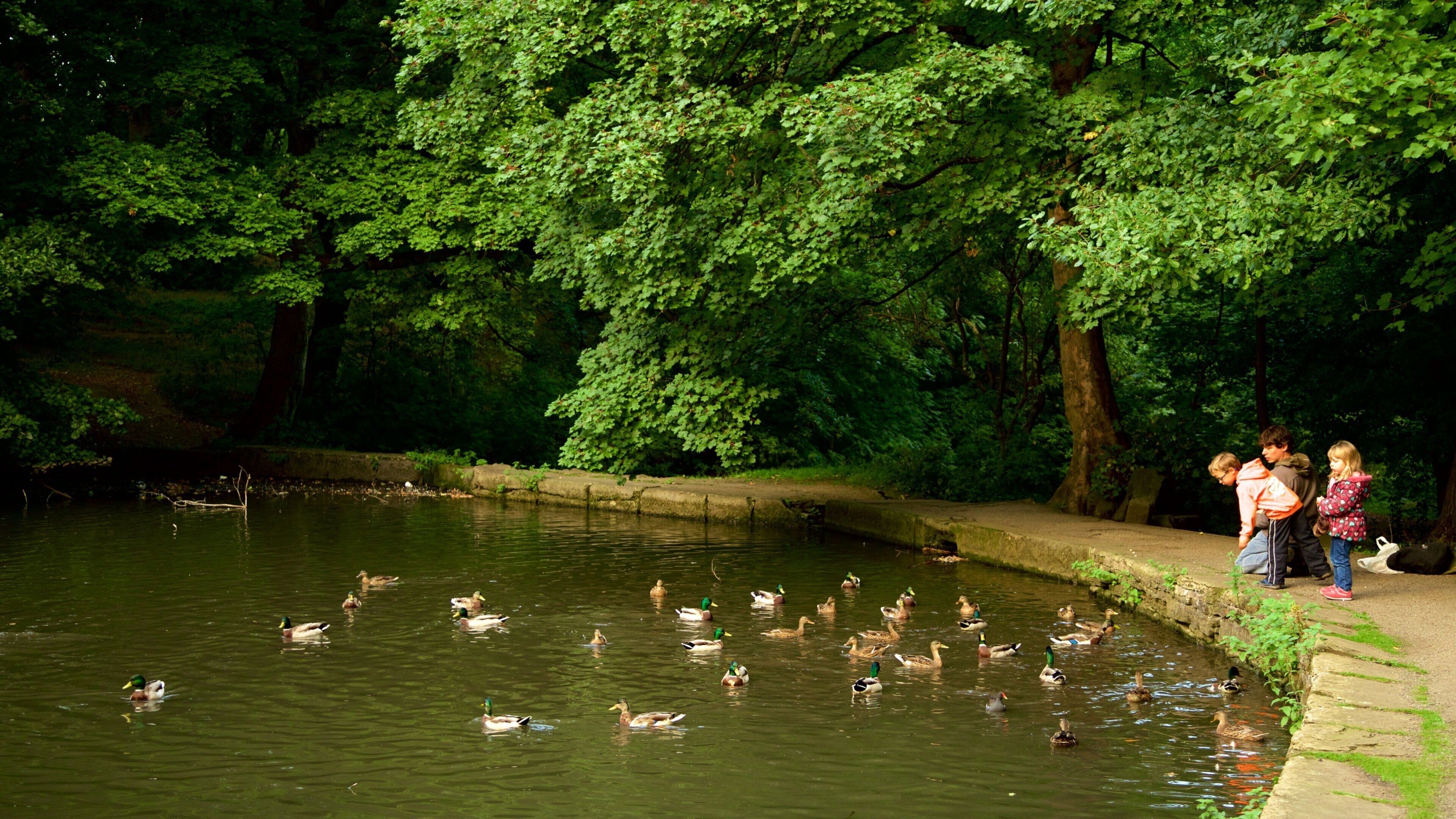 Endcliffe Park which includes a garden, bird life and a pond