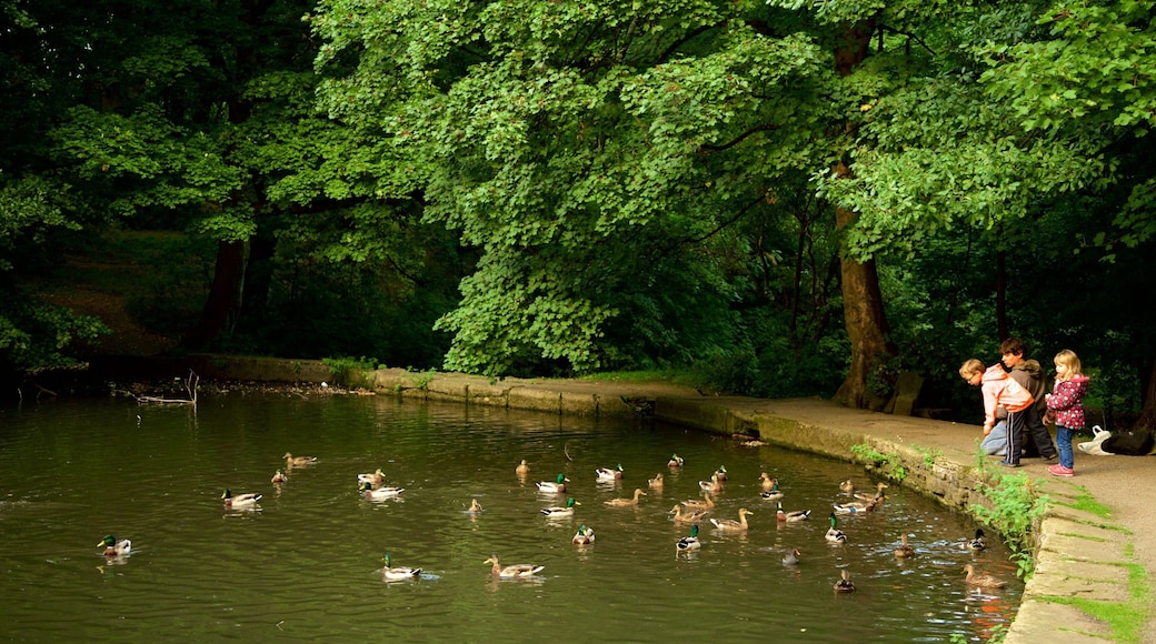 Endcliffe Park which includes a garden, bird life and a pond