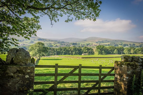 On the road between Askrigg and Hardraw we came upon a farmer moving his sheep along the road. After following the sheep for a short distance, the sheep found their way into a new field where immediately they ran to the farthest fence.