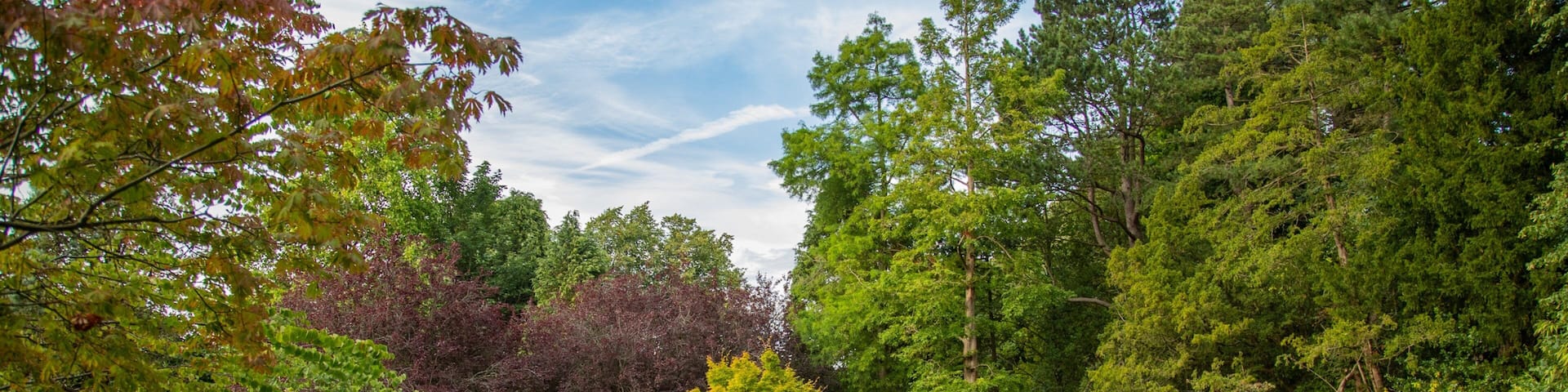 A park with a winding path, lush greenery, and a variety of trees.