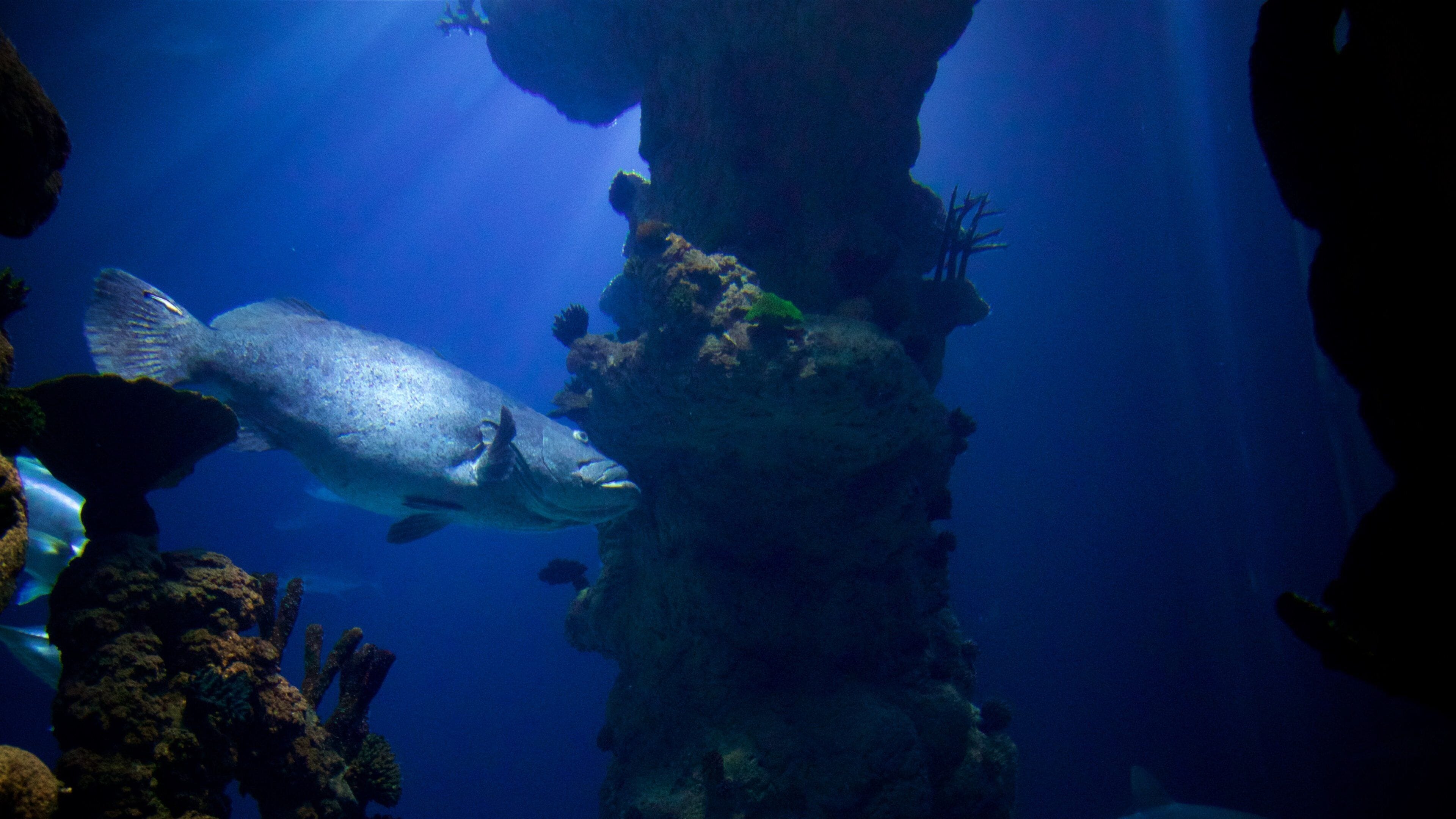 The Deep showing marine life