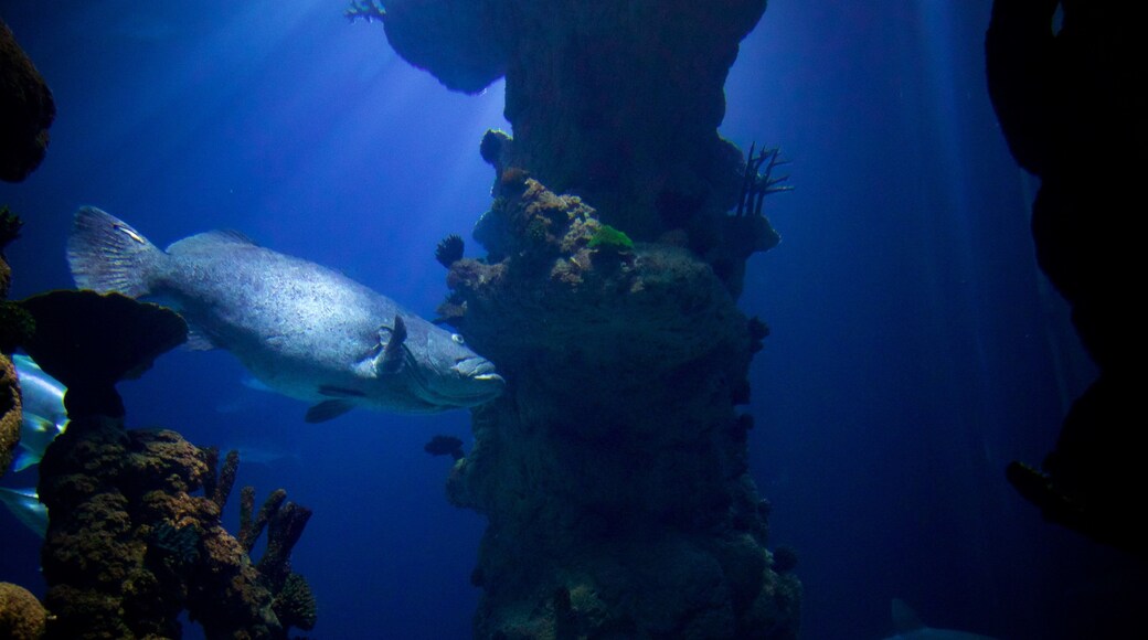 The Deep showing marine life