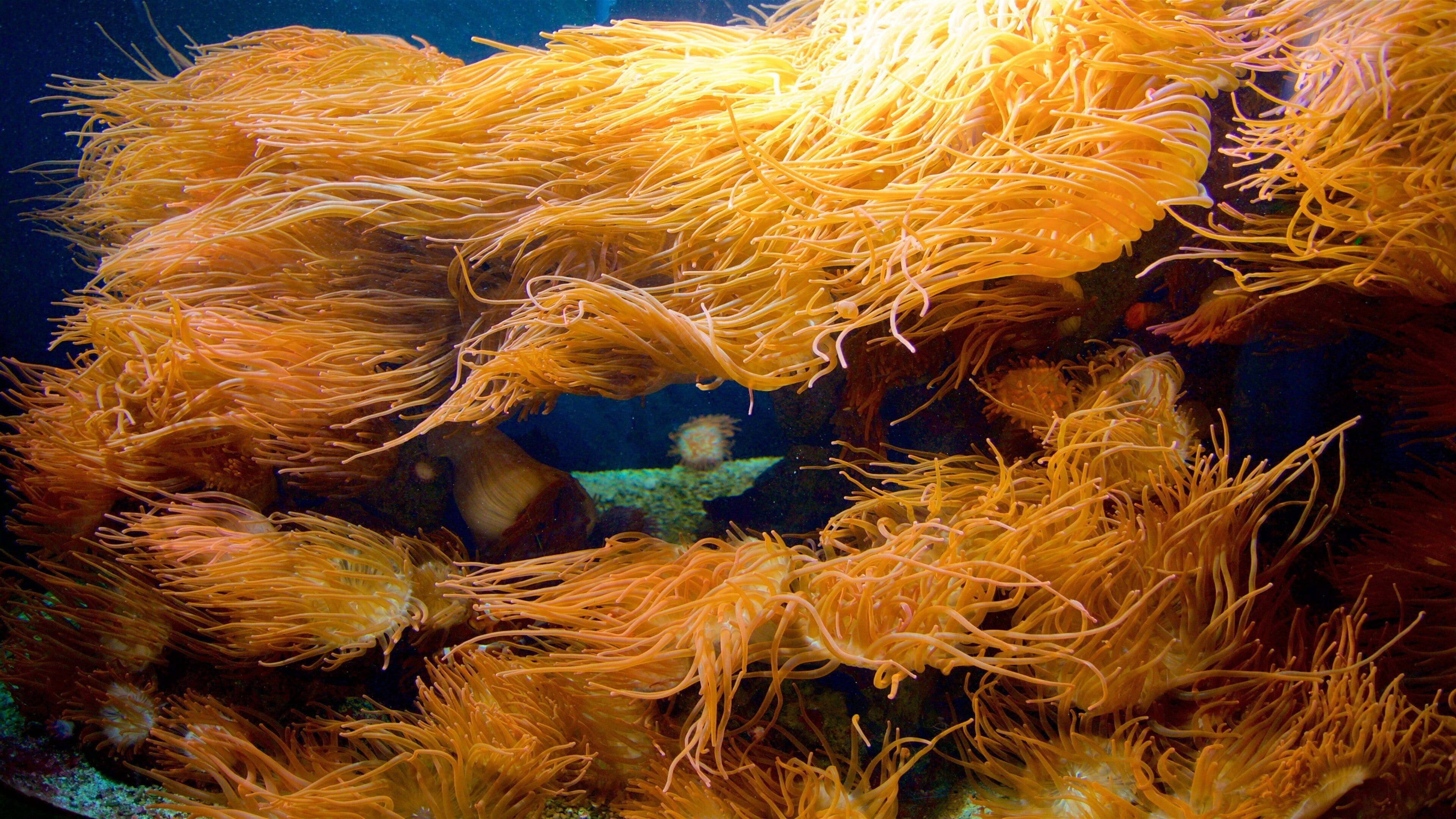 The Deep mostrando vida marina