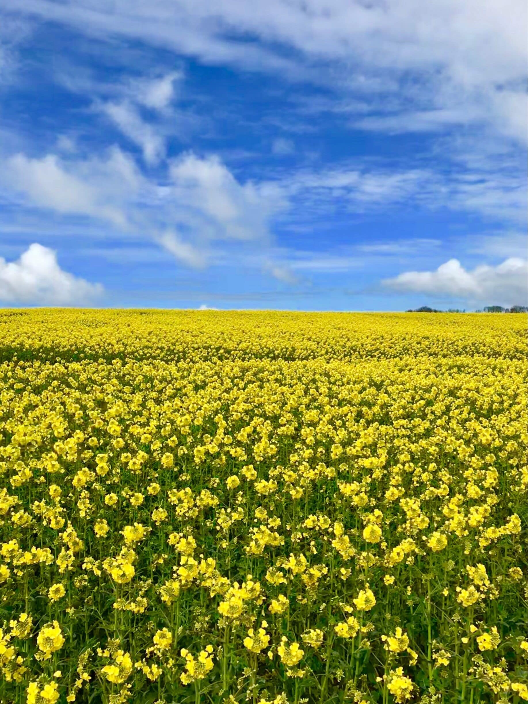 Walk in the sunshine in the countryside 😘