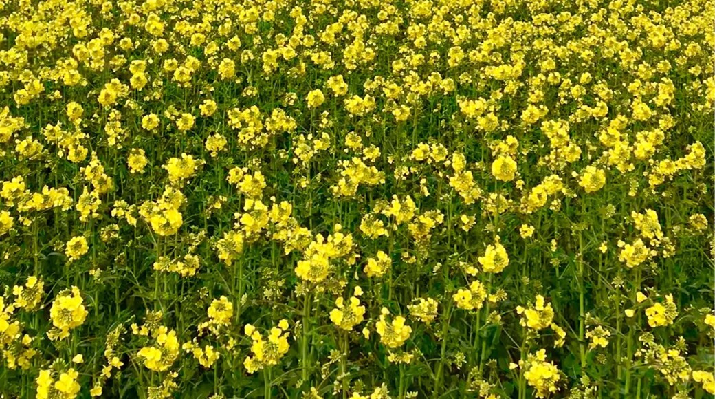 Walk in the sunshine in the countryside 😘