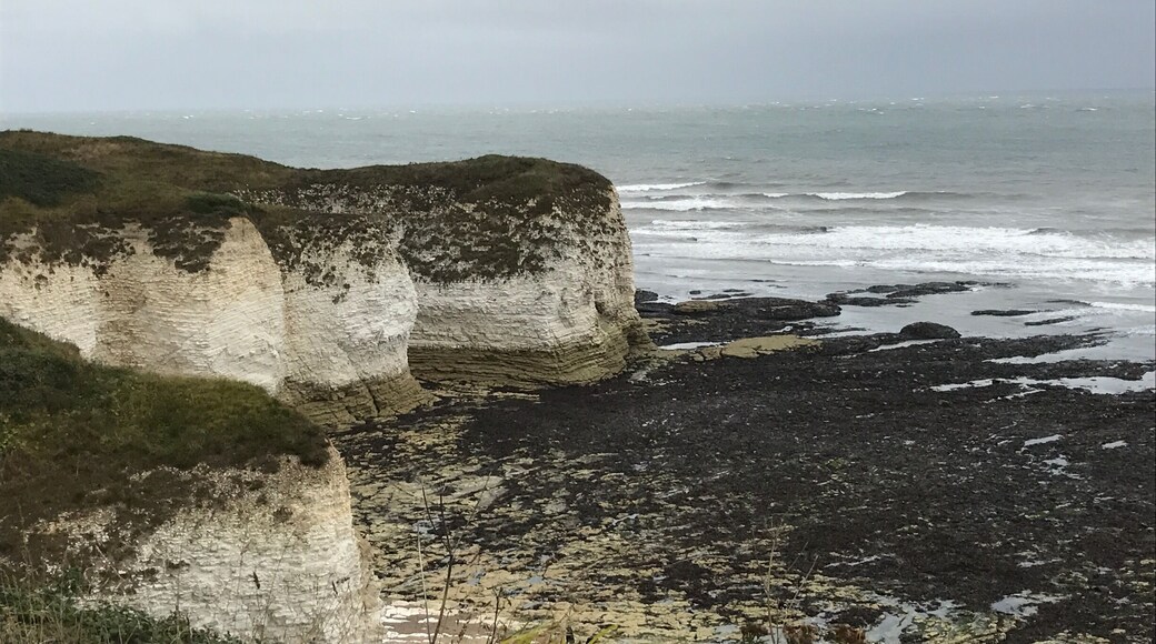 Flamborough Head is one of the most spectacular areas of chalk cliffs in Britain, standing 400 feet high. The chalk was laid down millions of years ago when the last dinosaurs were roaming the earth.
The cliffs are home to one of the largest sites of nesting sea birds in England, boasting a rare colony of gannets. The cliff top walk is a birdspotter's paradise, and visitors to the headland include oyster catchers, gulls, eider ducks, and cormorants. There's also a wide variety of plant and wildlife species.
As well as its distinctive white cliffs, there are coves, sea caves and stacks along the coastline.
The name Flamborough is thought to be derived from a word meaning "the place of the flame". Other sources claim that it derives from "Flaneberg", possibly from the Saxon "Flaen" meaning a dart, which the shape of the headland resembles.
Flamborough's lighthouse was first established in 1669, but was never kindled. The present lighthouse was built in 1806 at a cost of £8,000. It became fully automated in early 1996.