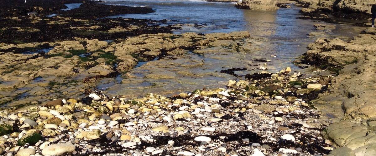 Flamborough head cove .