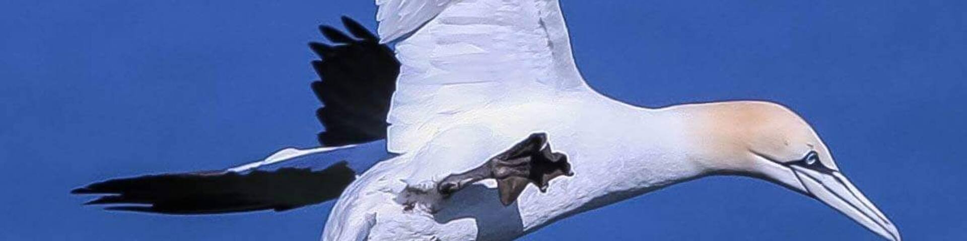 Beautiful gannets at Bempton Cliffs nesting for the the upcoming summer