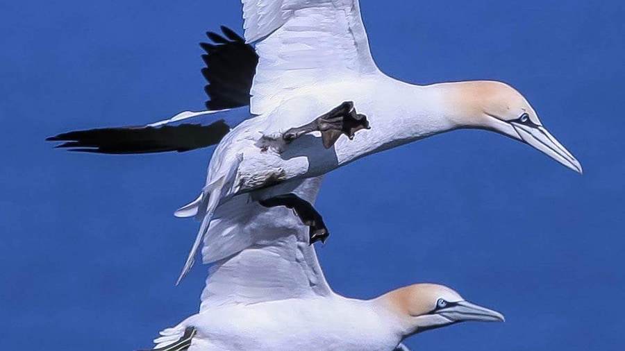 Beautiful gannets at Bempton Cliffs nesting for the the upcoming summer