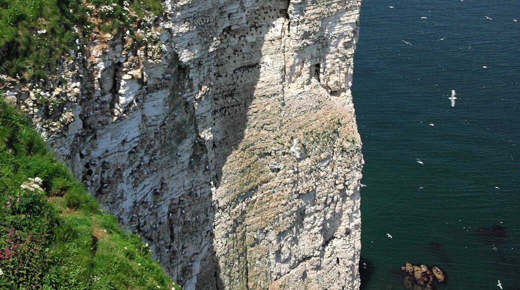#Colorful Flowers in the edge of the Bhempton Cliffs
#blue
Bempton Cliffs is a nature reserve, run by the RSPB, at Bempton in the East Riding of Yorkshire, England.
Address: Visitor Centre, Cliff Ln, Bempton, Bridlington, East Riding of Yorkshire YO15 1JF, United Kingdom
#BeachBound
TO SEE ALL OF OUR TRAVEL FILMS:
AMAZON: http://bit.ly/amazoncom_ambient WEBSITE: https://www.naturedvds.com DOWNLOADS: https://vimeo.com/relaxingnaturevideos
YOUTUBE: http://bit.ly/TheAmbientCollections