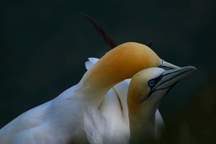 Bempton cliffs is a fabulous wild, windy seabird colony. There are thousands of gannets, puffins, razorbills, guillemots and more. I captured a tender moment between these beautiful gannets.