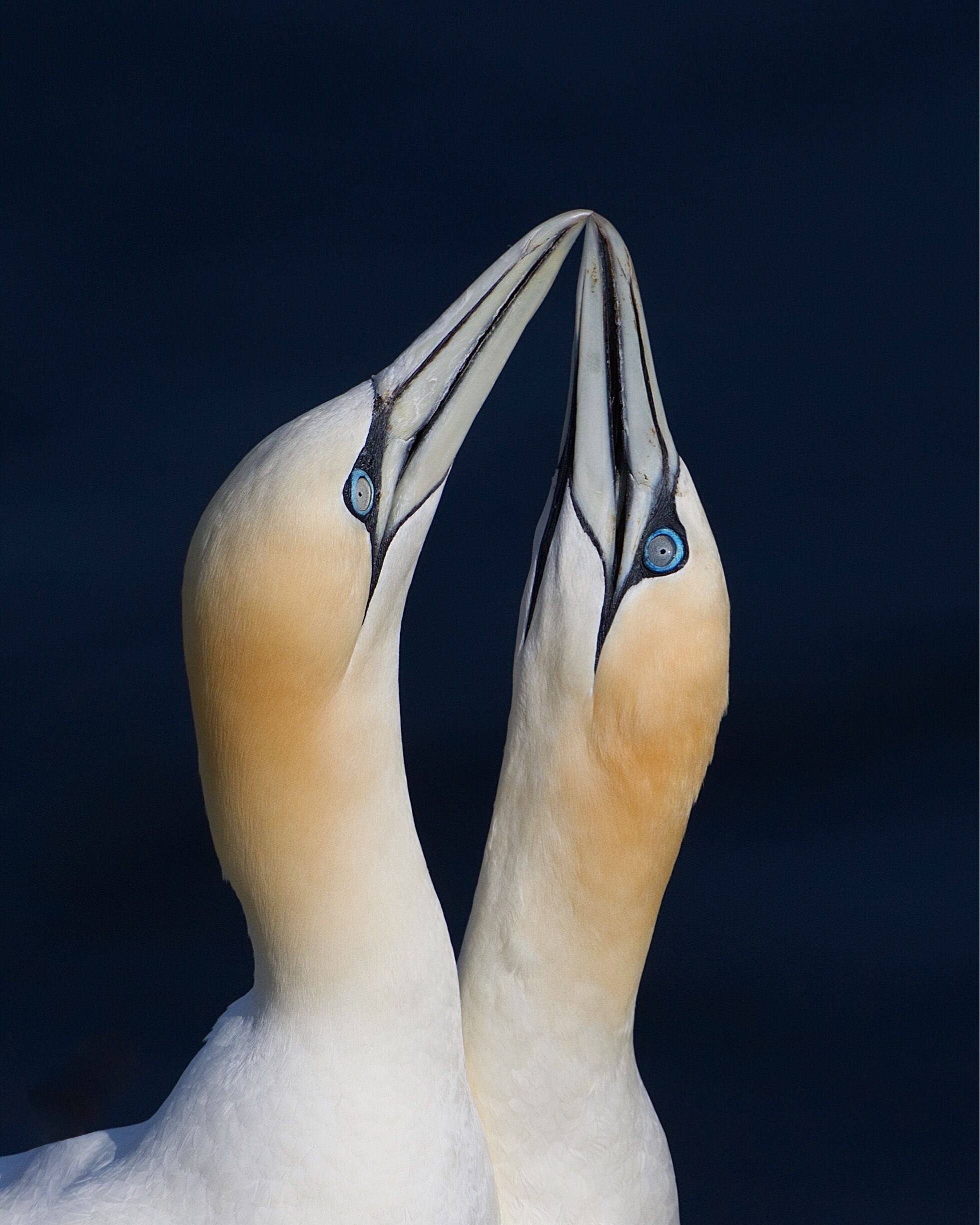 Gannets courtship.