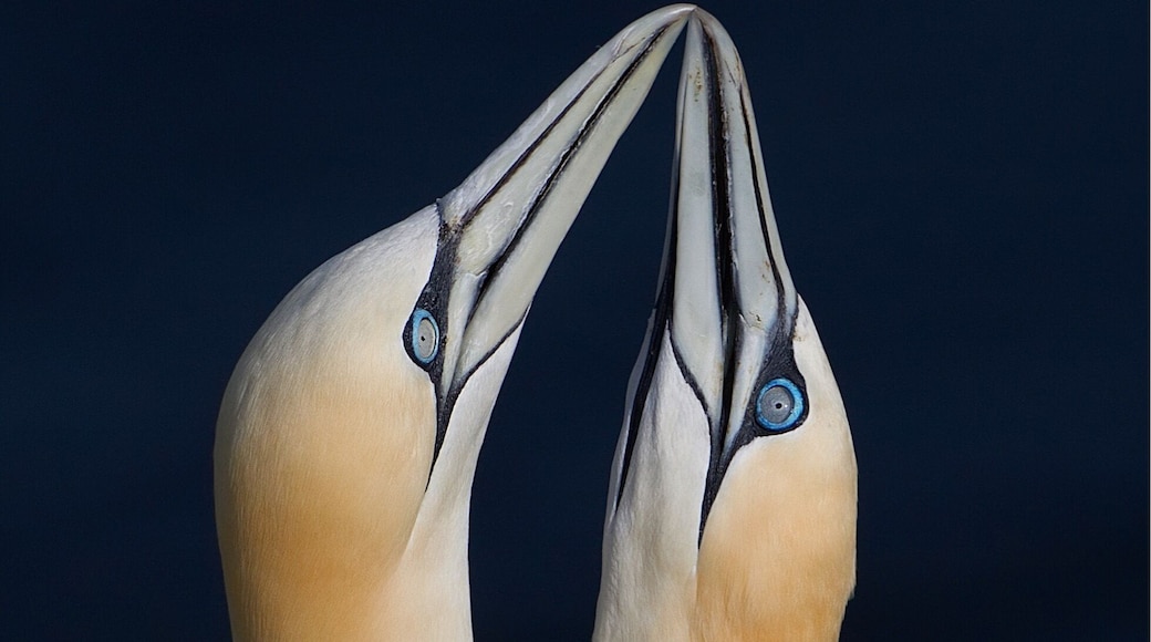 Gannets courtship.