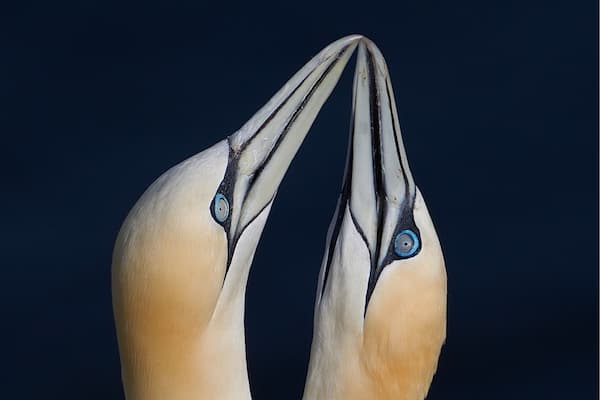 Gannets courtship.