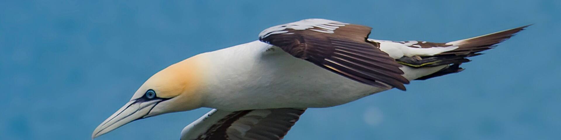 A bird in flight with a white head and dark wings.