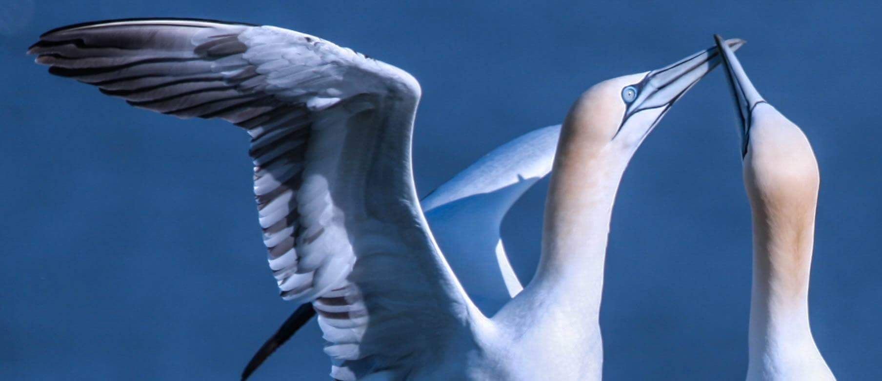 Two birds with outstretched wings against a blue background.