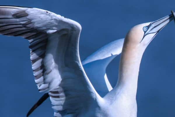 Deux oiseaux aux ailes déployées, sur un fond bleu.