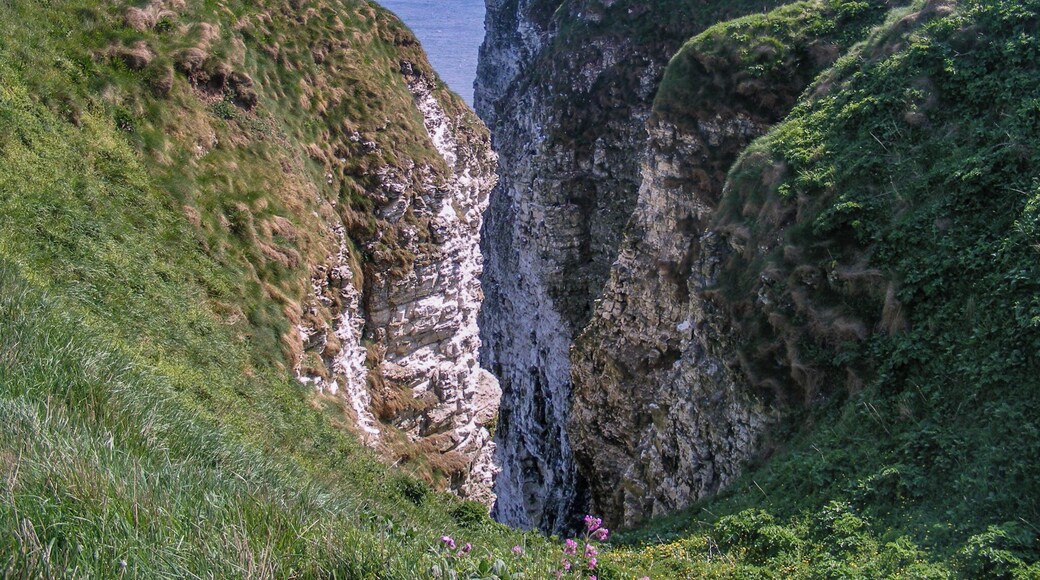 Stunning spot to see birds nesting on the cliff edge.