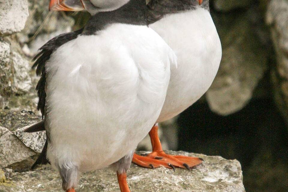 Two puffins standing on a rocky ledge.