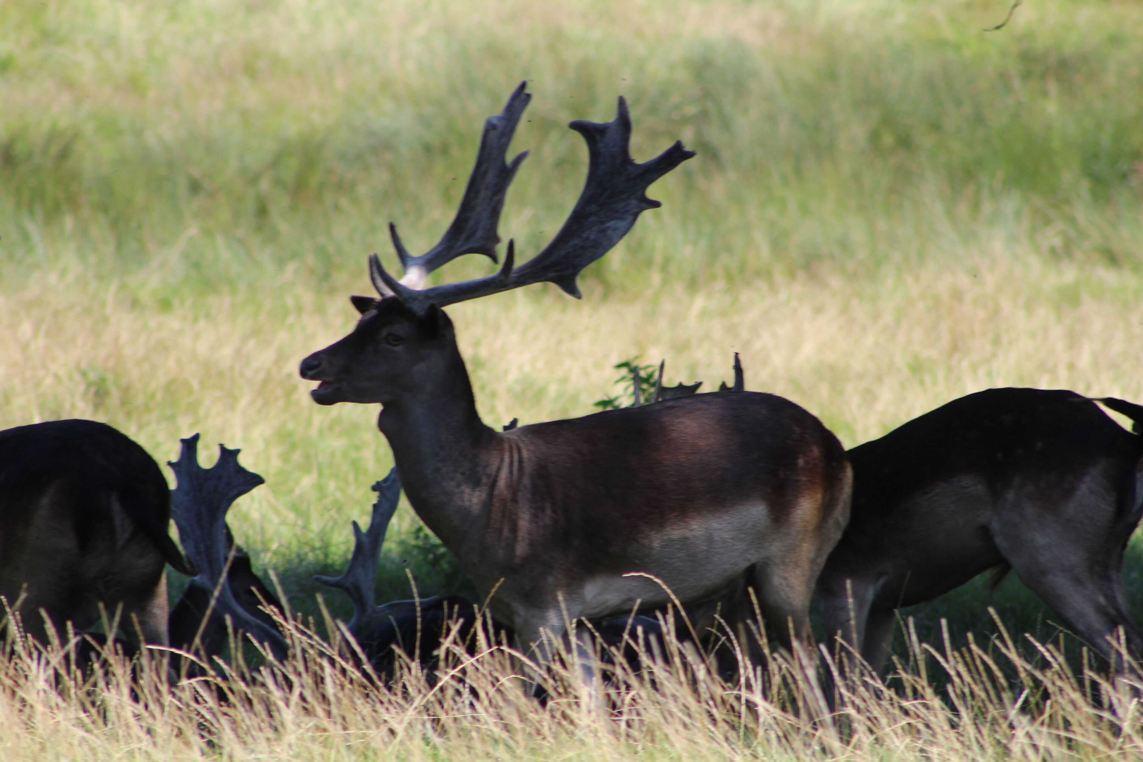 Lovely castle and grounds with plenty of wildlife to see