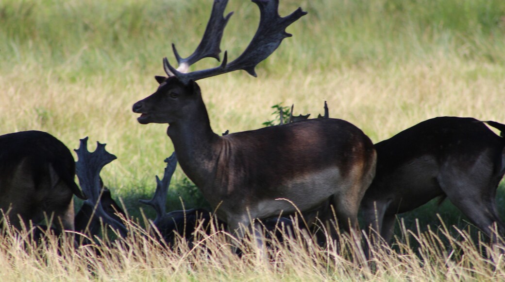 Lovely castle and grounds with plenty of wildlife to see