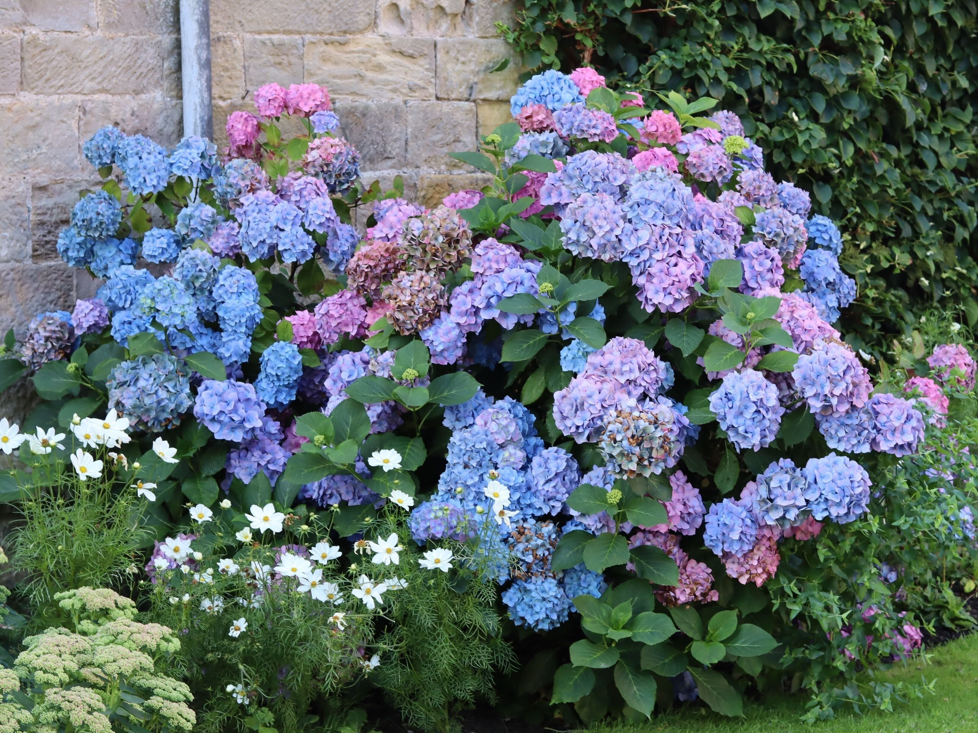 Lovely flowers around the gardens beautiful