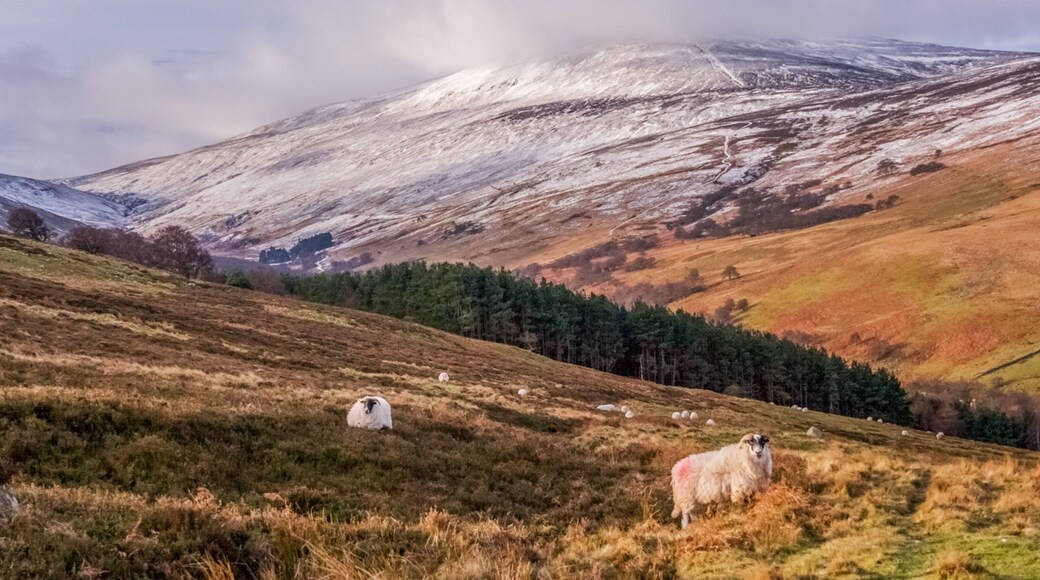 Northumberland National Park featuring tranquil scenes, landscape views and land animals