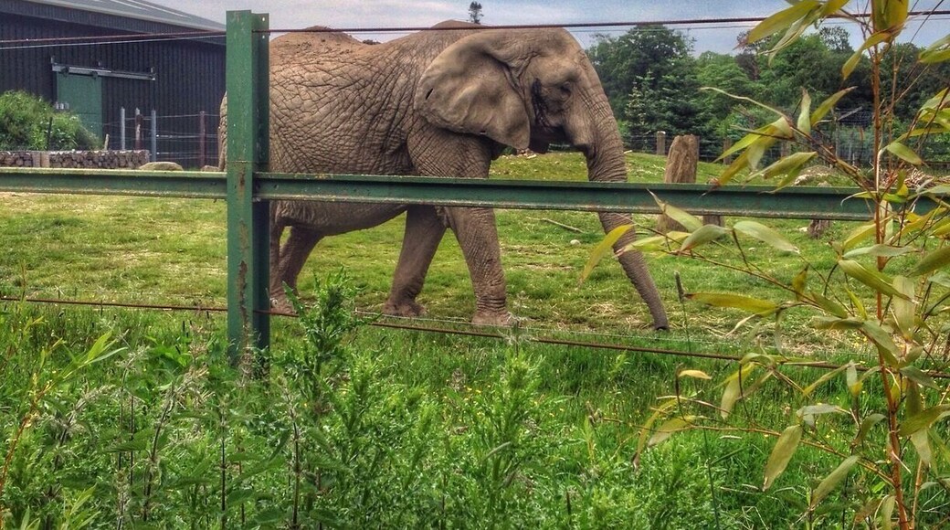 An Elephant at safari park. The safari park keep two female elephants who struggle to get on in big groups and look after them. This one is called Mondula and was born in 1971.
