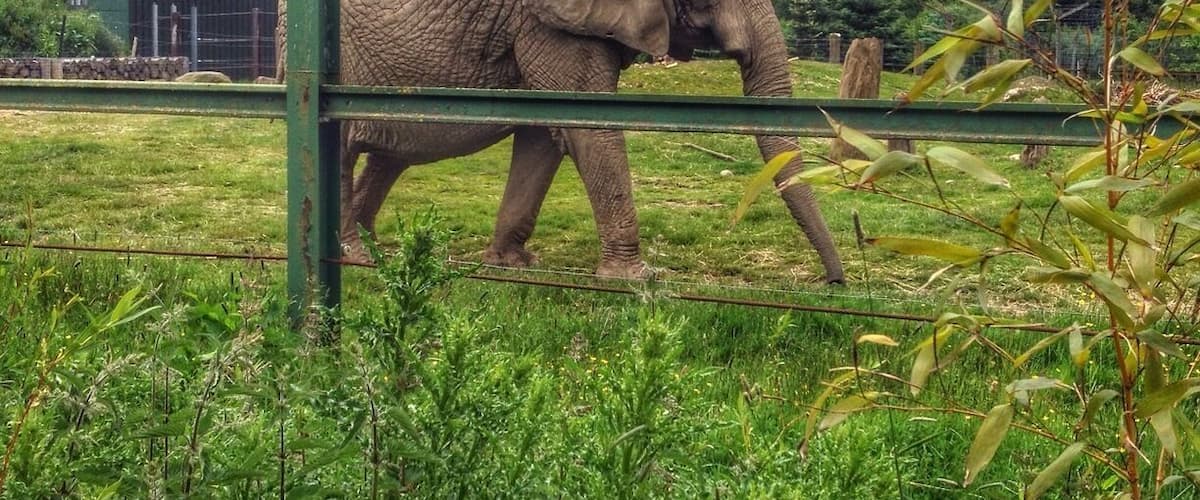 An Elephant at safari park. The safari park keep two female elephants who struggle to get on in big groups and look after them. This one is called Mondula and was born in 1971.