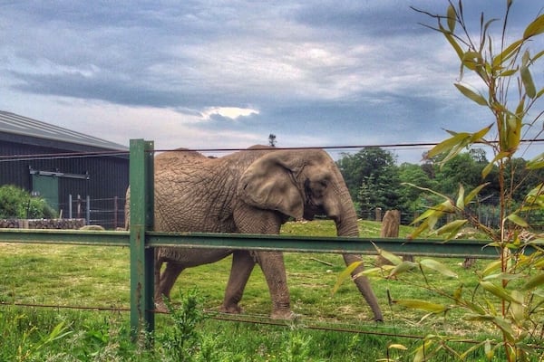 An Elephant at safari park. The safari park keep two female elephants who struggle to get on in big groups and look after them. This one is called Mondula and was born in 1971.