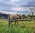 An Elephant at safari park. The safari park keep two female elephants who struggle to get on in big groups and look after them. This one is called Mondula and was born in 1971.