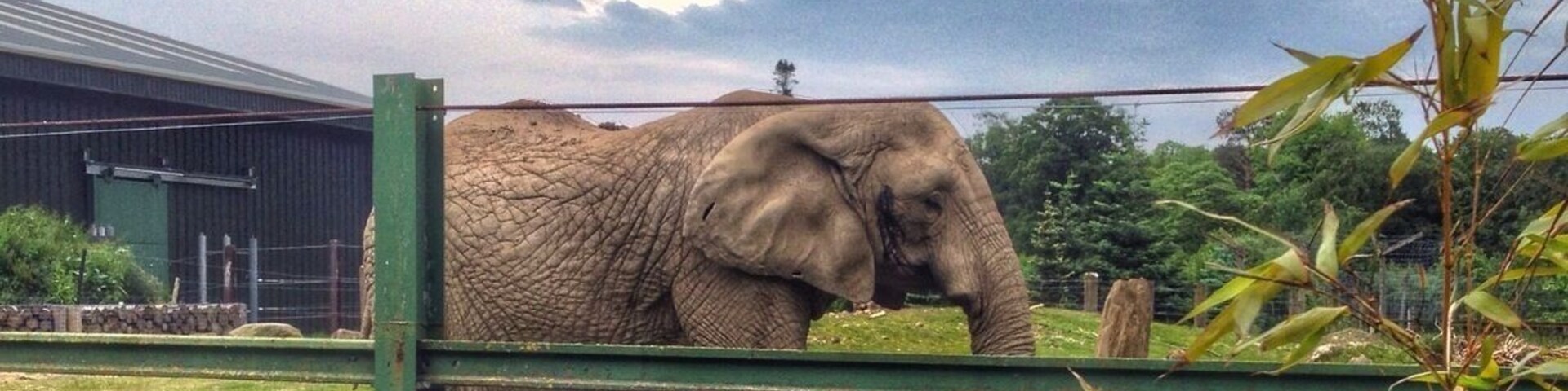 An Elephant at safari park. The safari park keep two female elephants who struggle to get on in big groups and look after them. This one is called Mondula and was born in 1971.